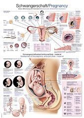 Anatomie poster zwangerschap (Duits/Engels/Latijn, kunststof-folie, 70x100 cm)
