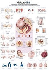 Anatomie poster geboorte (Duits/Engels/Latijn, papier, 50x70 cm) + ophangsysteem