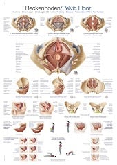 Anatomie poster bekkenbodem (Duits/Engels/Latijn, kunststof-folie, 70x100 cm)