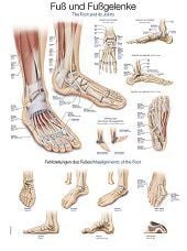 Anatomie poster voet en voetgewrichten (Duits/Engels/Latijn, papier, 50x70 cm)