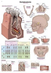 Anatomie poster gebit en tanden (Duits/Engels/Latijn, kunststof-folie, 70x100 cm)