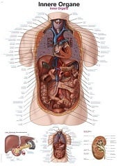 Anatomie poster organen (Duits/Engels/Latijn, kunststof-folie, 70x100 cm)