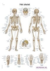 Anatomie poster skelet (Nederlands/Latijn, papier, 50x70 cm) + ophangsysteem