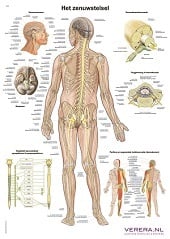 Anatomie poster zenuwstelsel (Nederlands/Latijn, papier, 50x70 cm)