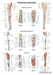 Anatomie poster onderste extremiteit (Nederlands/Latijn, papier, 50x70 cm) + ophangsysteem