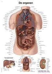 Anatomie poster organen (Nederlands/Latijn, papier, 50x70 cm)