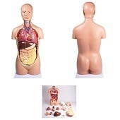 Anatomie model torso met organen, 12-delig, 90 cm
