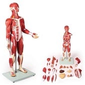 Anatomie model spieren en organen, 85 cm, 30-delig