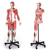 Anatomie model spieren en organen, 135 cm, 32-delig