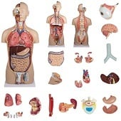 Anatomie model torso met organen, tweeslachtig, 27-delig, 88 cm