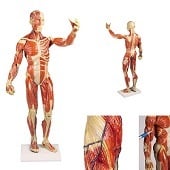 Anatomie model spieren, 62 cm