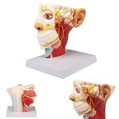Anatomie model zenuwen van het hoofd