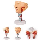 Anatomie model hoofd met keelholte en strottenhoofd