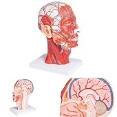 Anatomie model van het hoofd (half)