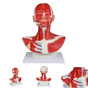 Anatomie model hoofd-, nek- en borstspieren