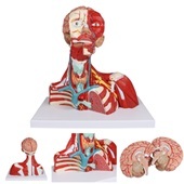 Anatomie model hoofd-, nek- en borstspieren