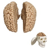 Anatomie model van de hersenen, 2-delig