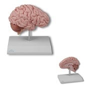 Anatomie model hersenen, rechter hersenhelft