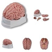 Anatomie model hersenen, 5-delig