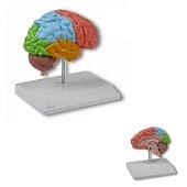 Anatomie model hersenen, rechter hersenhelft functioneel