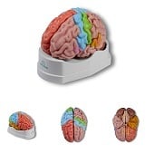 Anatomie model hersenen, regionaal en functioneel, 5-delig