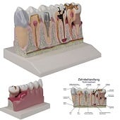 Anatomie model tanden 3 t/m 7, 4x ware grootte