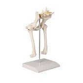 Anatomie model heup en bekken hond, 18x14x28 cm