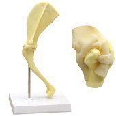 Anatomie model schouder hond, 28x8x5 cm