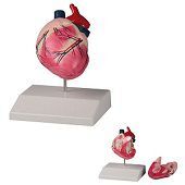 Anatomie model hart hond, 2-delig