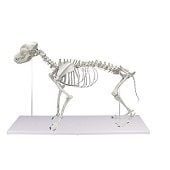 Anatomie model skelet hond Boris, 90x16x65 cm