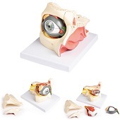 Anatomie model oog met oogkas en ooglid