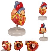 Anatomie model hart, 4-delig, 2x ware groote