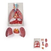 Anatomie model longen, hart en strottenhoofd (7-delig, 40x26x12 cm)