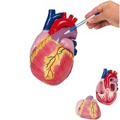 Anatomie model hart, 2-delig, 3x ware groote