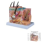 Anatomie model huid, 20x10x20 cm