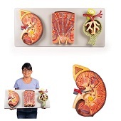 Anatomie model nier, nefron en nierlichaampjes
