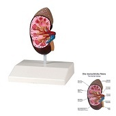 Anatomie model nieren en bijnieren (10x6x4 cm)