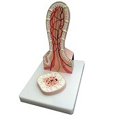 Anatomie model darmvlok, villus