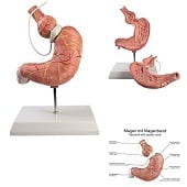 Anatomie model maag met maagband (2-delig, 15x6x18 cm)