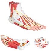 Anatomie model voet met spieren, pezen, zenuwen, bloedvaten en banden
