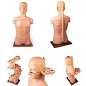 Anatomie model torso in schijven, 90x50x40 cm, 24 schijven