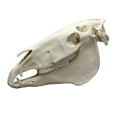 Anatomie model paardenschedel