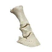 Anatomie model paardenvoet, flexibel
