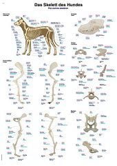 Anatomie poster skelet hond (papier, 50x70 cm) + ophangsysteem