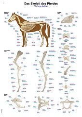 Anatomie poster skelet paard (kunststof-folie, 70x100 cm)
