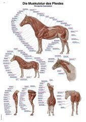 Anatomie poster spieren paard (kunststof-folie, 70x100 cm)