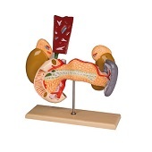 Anatomie model interne organen, 2-delig