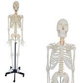 Anatomie model menselijk skelet, 180 cm