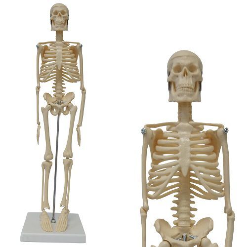 een vuurtje stoken In tegenspraak Over het algemeen Anatomie model menselijk skelet (45 cm) | Verera.nl