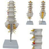 Anatomie model lumbale wervelkolom en heiligbeen, 13x28 cm